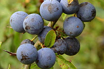 Sloe / Blackthorn {Prunus spinosa} close up of berries, Somerset, UK