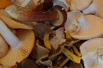 Mixed harvest of edible wild mushrooms including Hedgehog mushroom (Hydnum repandum), Trumpet chanterelle (Canthrellus tubaeformis), Meadow waxcap (Hygrocybe pratensis) and Bay bolete (Boletus badius)...