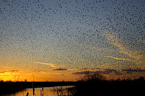 Starling (Sturnus vulgaris) flocks going to roost in reedbeds, Westhay, Somerset, UK January 2007