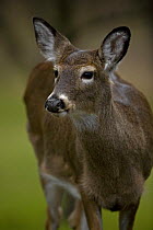 White tailed deer {Odocoileus virginianus} doe portrait, New York, USA