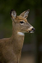 White tailed deer {Odocoileus virginianus} doe, New York, USA