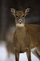 White tailed deer {Odocoileus virginianus} doe portrait, New York, USA