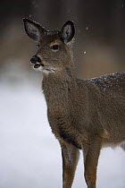 White tailed deer {Odocoileus virginianus} doe, New York, USA