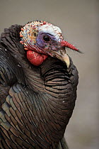 Male Wild turkey {Meleagris gallopavo} New York, USA