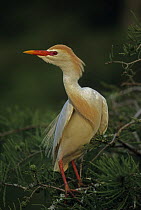 Cattle egret {Bubulcus ibis} adult, Louisiana, USA