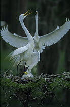 Great Egrets {Ardea alba} with young on nest, Louisiana, USA
