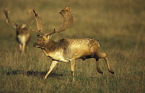 Fallow deer {Dama dama} male running, UK