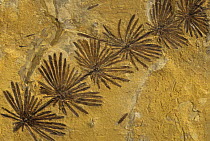 Fossilized Horsetail {Equisetum sp} Italy