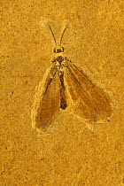 Fossilized moth {Lepidoptera} from the cretaceous era, Brazil