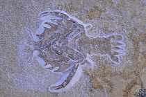Fossilized shrimp {Eryon Arctiformis} Cretaceous era, Solnhofen, West Germany