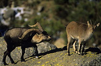 Spanish ibex {Capra pyrenaica} male courting female, Pyrenees, Spain