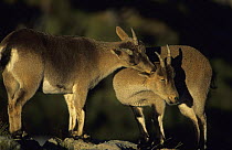 Spanish ibex {Capra pyrenaica} ewes grooming, Pyrenees, Spain