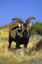 Spanish ibex {Capra pyrenaica} male displaying in rut with tongue out, Pyrenees, Spain