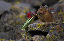 North american pika {Ochotona princeps} carrying vegetation to be stored and used as food in winter, Colorado, USA