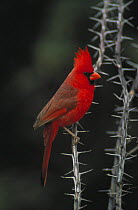 Male Northern cardinal {Cardinalis cardinalis} perching on Ocotilla cactus, Arizona, USA