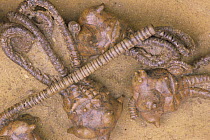 Fossil of Crinoid {Jimbacrinus bostocki} from Permian era, Gascoyne River, Western Australia