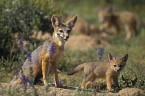 Kit Fox {Vulpes macrotis} with young, Arizona, USA