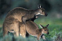 Western grey kangaroos {Macropus fuliginosus} mating, South Australia  Note - In captivity western males may produce hybrids from eastern females (never in reverse)