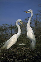 Two Great egrets {Ardea alba} in breeding plumage, Louisiana, USA