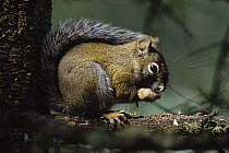 Mount Graham Red Squirrel {Tamiasciurus hudsonicus grahamensis} USA, known only in the Graham Mountains of Arizona