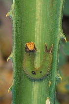 Owl butterfly caterpillar {Dynastor darius} on Bromelia, Costa Rica