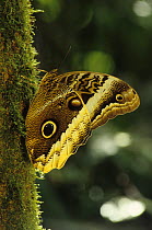 Owl butterfly {Caligo atreus} resting on trunk, Costa Rica