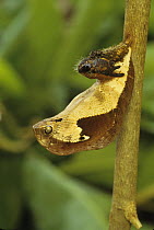 Owl butterfly pupa {Dynastor darius} Tropical dry forest, Costa Rica,  mimics snake head.