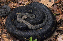 Timber Rattlesnake {Crotalus horridus} with young Pit vipers, North-eastern USA  Note - Legally protected in 8 of 32 states in which it occurs
