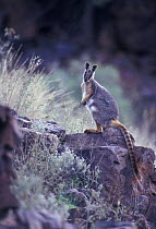 Yellow-footed Rockwallaby {Petrogale xanthopus} on rocks, Southern Australia