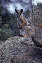 Yellow-footed Rockwallaby {Petrogale xanthopus} South Australia