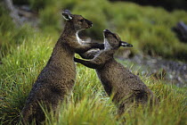 Western grey kangaroos {Macropus fuliginosus} young males sparring, South Australia
