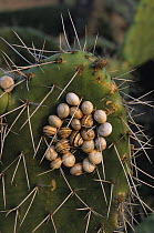 Snails {Helix sp.} clustered on prickly pear cactus during dry season, Spain