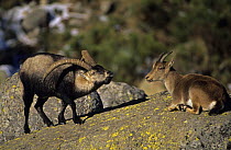 Male Spanish ibex {Capra pyrenaica} courting female, Pyrenees, Spain
