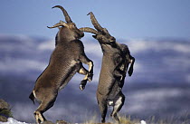 Two male Spanish ibex {Capra pyrenaica} fighting, Pyrenees, Spain. Ibex would win the fencing medal in an animal olympics competition! Cette image n'est pas disponible pour toute publicité concernan...