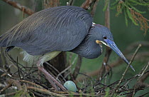 Tricolored Heron {Egretta tricolor} on nest with egg, Louisiana, USA