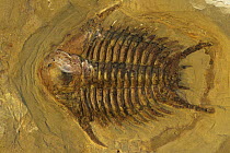 Fossilised Trilobite {Cheiruridae Ordovician} 350 million years old, Morocco