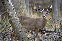 White tailed deer {Odocoileus virginianus} young buck in woodland, New York, USA