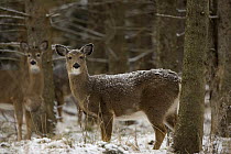 White tailed deer {Odocoileus virginianus} in woodland, New York, USA