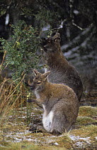 Bennett's / Red-necked Wallaby {Macropus rufogriseus} joey browsing with Mother, in snowy conditions, Australia