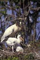 American wood stork / ibis {Mycteria americana} with young at nest, Venezuela