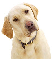 Portrait of Yellow Labrador Retriever dog with head cocked to one side