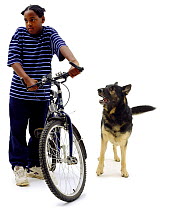 Eleven year old boy next to bike with German Shepherd Dog barking