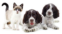 Two English Springer Spaniel puppies lying next to a standing Snowshoe kitten