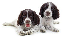 Two English Springer Spaniel pups lying next to each other.
