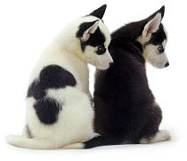 Back view of two sitting Siberian Husky pups, 6 weeks old, looking to one side