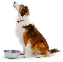 Sable Border Collie sitting beside her stainless steel bowl, looking up and waiting to be fed.