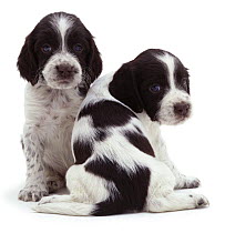 Two English Springer Spaniel pups sitting together