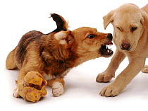 Twelve-week-old Yellow Labrador pup, crying away from Lakeland Terrier x Border Collie guarding food
