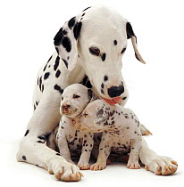 Dalmatian licking two young pups between her paws.