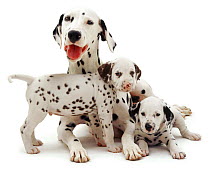 Dalmatian lying with two pups.